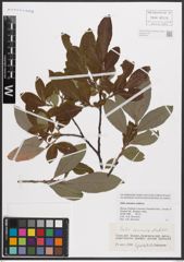 Foto von Salix caucasica Andersson